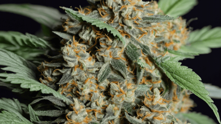 Exploring the Potent Gorilla Cake Strain